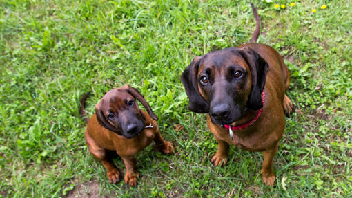 Bavarian mountain hot sale hound rescue